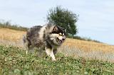 CHIEN FINNOIS DE LAPONIE 258